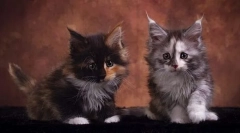 Колко е котето на породата мейн куън